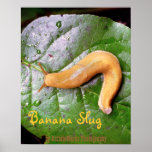 Slug on Leaf Poster