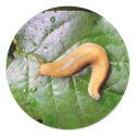 Slug on Leaf Stickers by buffaloworks Slug on Leaf Stickers