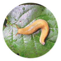 Slug on Leaf Stickers by buffaloworks Slug on Leaf Stickers