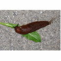 Slug photo sculptures