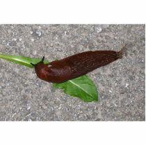 Slug photo sculptures