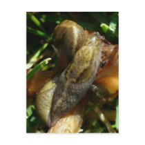 Slugs, Unalaska Island Post Card