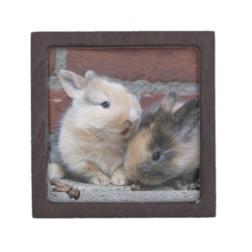 SMALL BABY RABBITS GIFT BOX Zazzle