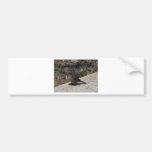Small Bird In San Diego Bumper Stickers