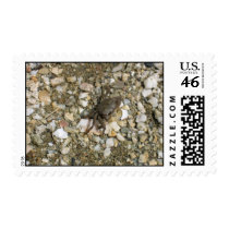 Small Black Crab On The Rocks Postage