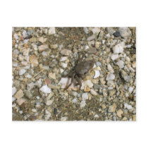 Small Black Crab On The Rocks Postcard