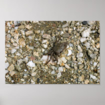 Small Black Crab On The Rocks Posters