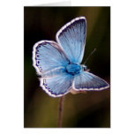 Small Blue Butterfly Greeting Card