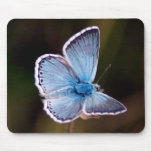 Small Blue Butterfly Mouse Pad