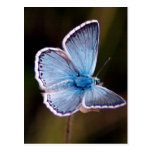 Small Blue Butterfly Postcard