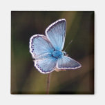 Small Blue Butterfly Square Magnet
