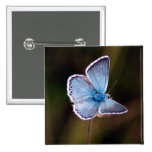 Small Blue Butterfly Square Pin