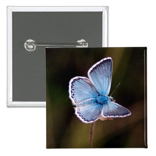 Small Blue Butterfly Square Pin