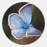 Small Blue Butterfly Sticker