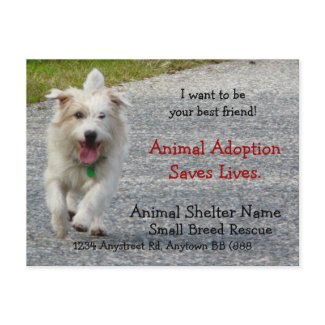 Small Breed Dog Rescue Handout postcard