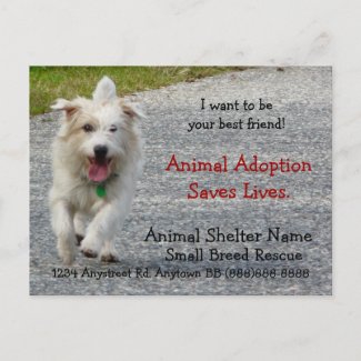 Small Breed Dog Rescue Handout postcard