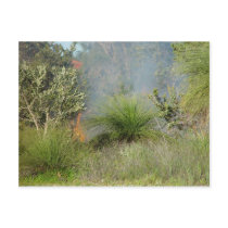 Small Bushfire In Candlewood At Western Australia Postcard
