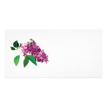 Small Cluster of Pink Lilacs photo cards