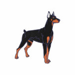 Small Doberman