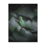 Small Frog Post Card