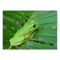Small Green Frog Card