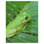 Small Green Frog Personalized Letterhead