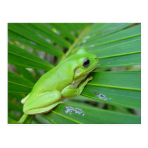Small Green Frog postcards