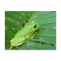 Small Green Frog Post Cards