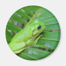 Small Green Frog Refrigerator Magnets