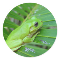 Small Green Frog Sticker