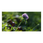 Small Growing Purple Dahlia Personalized Photo Card