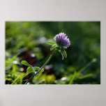 Small Growing Purple Dahlia Print