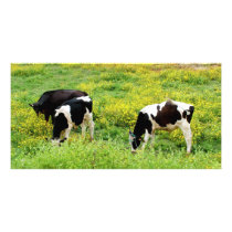Small herd of bulls photo cards