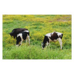 Small herd of bulls stationery