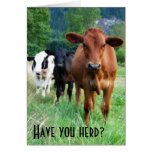 Small Herd of Three Cows Cards
