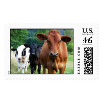 Small Herd of Three Cows Stamp