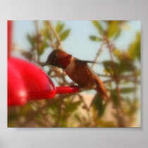 small humming bird print