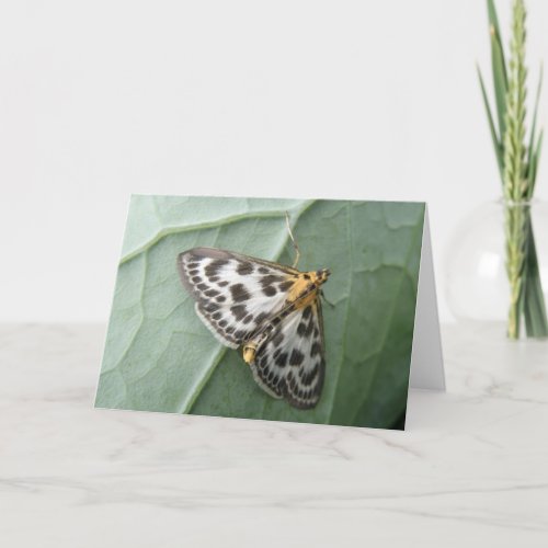 Small Magpie Moth Greeting Card card