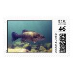 Small mouth bass postage