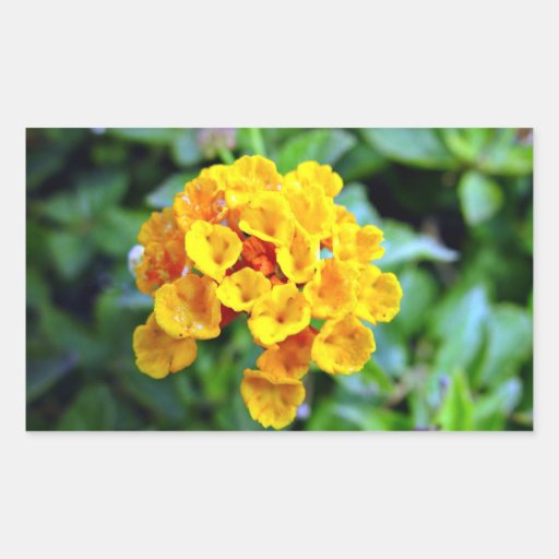 Small orange flowers rectangle sticker