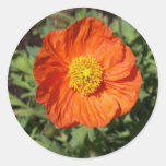 Small Orange Poppy Stickers