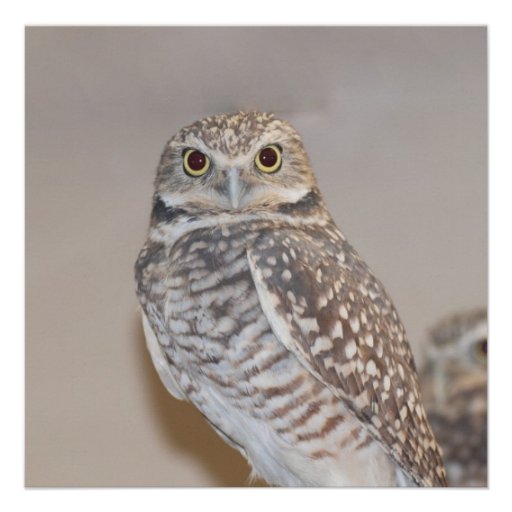 Small Owl Custom Invite