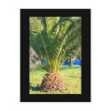 Small Palm Tree Postcard