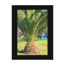 Small Palm Tree Postcard