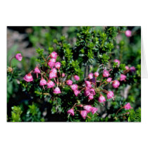 Small Pink Bell-Shaped Flowers flowers Cards