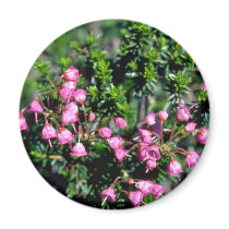 Small Pink Bell-Shaped Flowers flowers Magnet