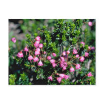 Small Pink Bell-Shaped Flowers flowers Post Card
