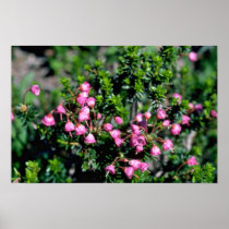 Small Pink Bell-Shaped Flowers flowers Posters