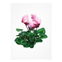 Small Pink Cyclamen Invitation