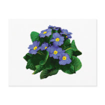 Small Purple Primroses postcards